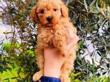Muhteşem Toy Poodle Yavrularımız