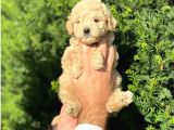 Apricot Toy Poodle Yavrularımız