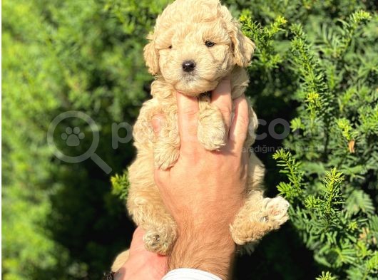 Apricot Toy Poodle Yavrularımız görsel