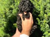 Siyah İnci Toy Poodle Bebeklerimiz