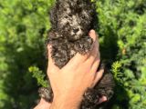Silver Gümüş Renk Toy Poodle Yavrularımız