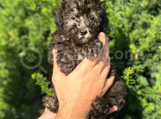 Silver Gümüş Renk Toy Poodle Yavrularımız görsel