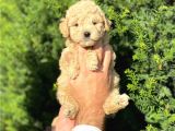 Apricot Toy Poodle Yavrularımız