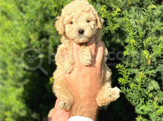 Apricot Toy Poodle Yavrularımız görsel