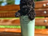 Daha İyisi Yok Black Toy Poodle Oğlumuz