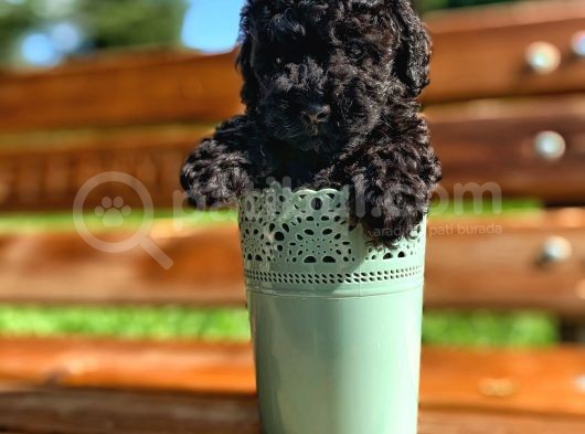 Daha İyisi Yok Black Toy Poodle Oğlumuz görsel