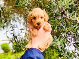 Muhteşem Toy Poodle Yavrularımız