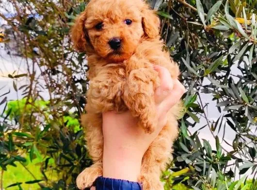 Muhteşem Toy Poodle Yavrularımız
