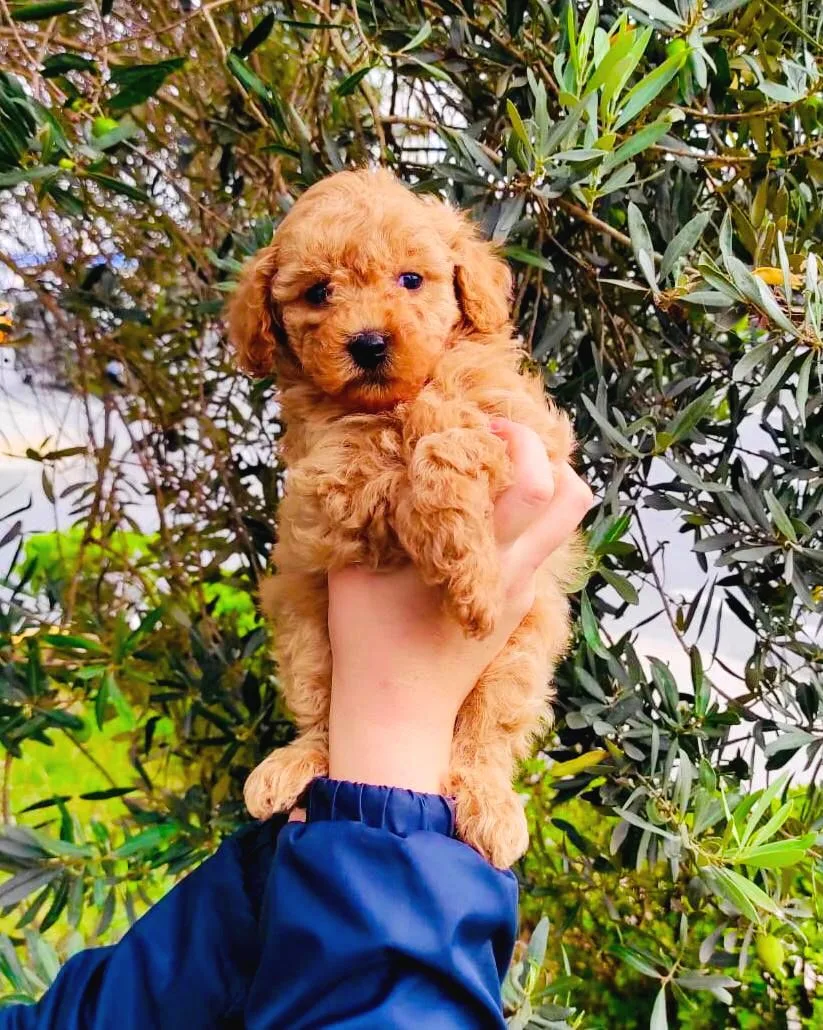 Muhteşem Toy Poodle Yavrularımız