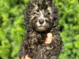 Silver Gümüş Renk Toy Poodle Yavrularımız