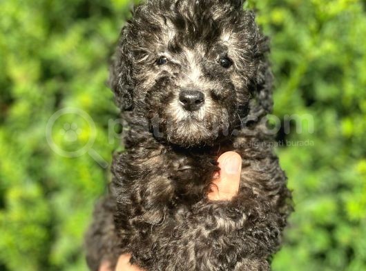Silver Gümüş Renk Toy Poodle Yavrularımız görsel
