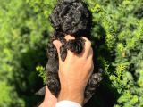 Siyah İnci Toy Poodle Bebeklerimiz