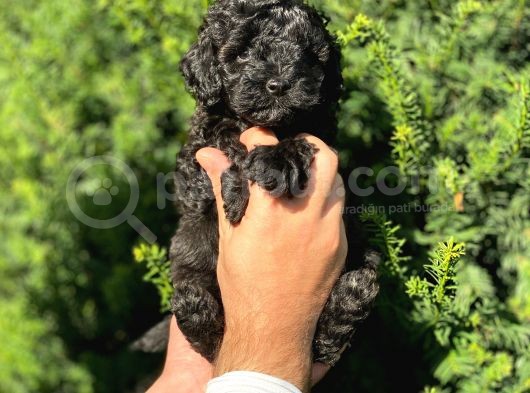 Siyah İnci Toy Poodle Bebeklerimiz görsel