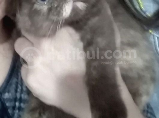 Aşırı Sevgi Dolu Bıdık görsel
