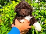 ÖZEL RENK ÇİKOLATA TOY POODLE YAVRUMUZ