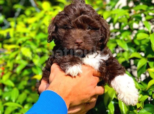 Özel Renk Çi̇kolata Toy Poodle Yavrumuz görsel
