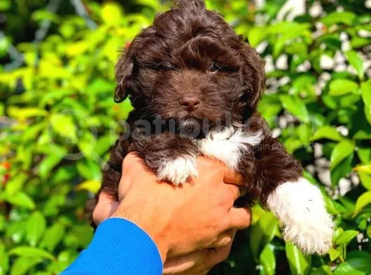 Özel Renk Çi̇kolata Toy Poodle Yavrumuz