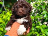Özel Renk Çi̇kolata Toy Poodle Yavrumuz