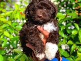 Özel Renk Çi̇kolata Toy Poodle Yavrumuz