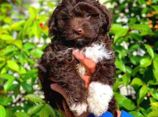 Özel Renk Çi̇kolata Toy Poodle Yavrumuz görsel