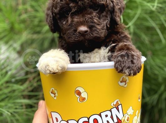 Çi̇kolata Poodle görsel