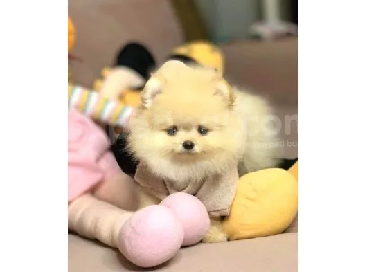 Safkan Ve Sağlikli Pomerani̇anboo Yavrularimiz