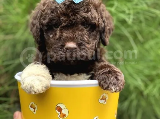 Çi̇kolata Poodle