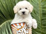 Toy Poodle