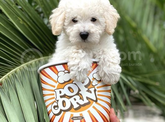 Toy Poodle görsel