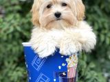 Malti̇poo F1