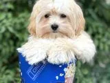 MALTİPOO F1