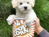 Toy Poodle