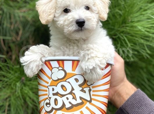 Toy Poodle görsel
