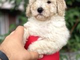 Apricot Toy Poodle