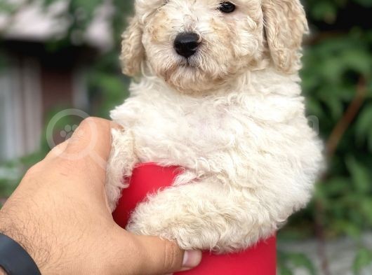 Apricot Toy Poodle görsel