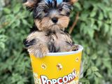 Yorkshire Terrier