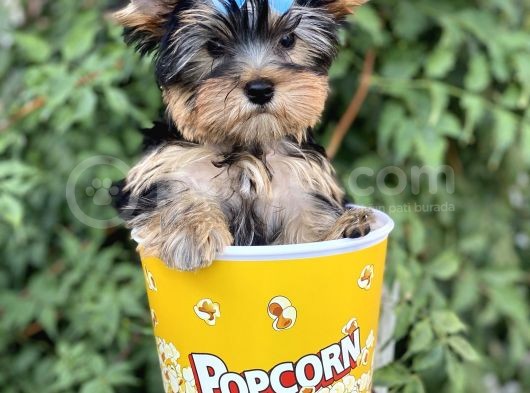 Yorkshire Terrier görsel