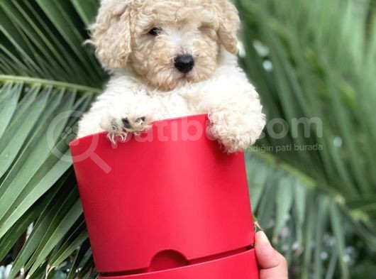Apricot Toy Poodle görsel