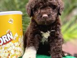 Çi̇kolata Poodle