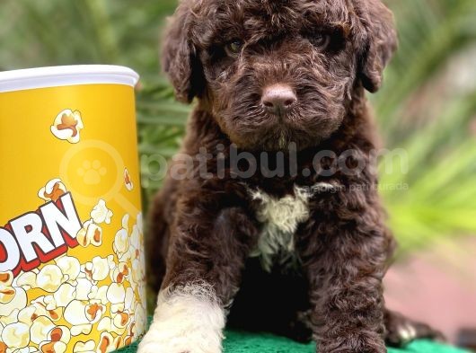 Çi̇kolata Poodle görsel
