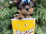 Yorkshire Terrier