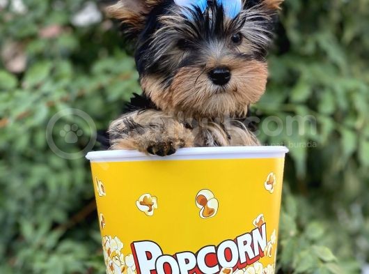 Yorkshire Terrier görsel