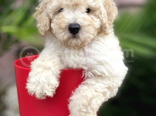 Apricot Toy Poodle görsel