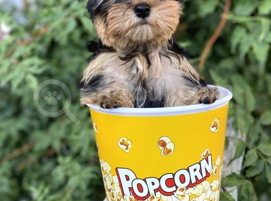 Yorkshire Terrier görsel
