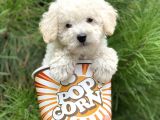 Toy Poodle