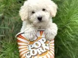 Toy Poodle