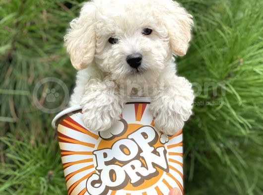 Toy Poodle görsel