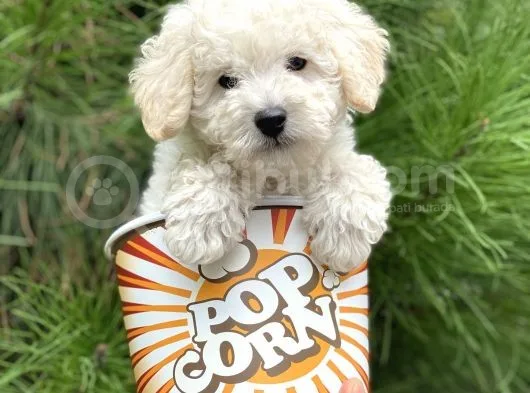 Toy Poodle