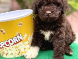 Çi̇kolata Poodle