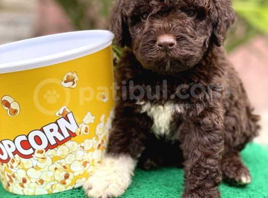 Çi̇kolata Poodle görsel
